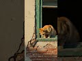 What Should The Mouse Do What Should The Mouse Do