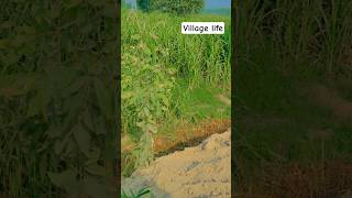 mind blowing nature scene 💗💗#shortvideo #trendingreels