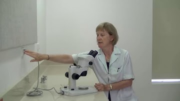 How to use a dissecting microscope