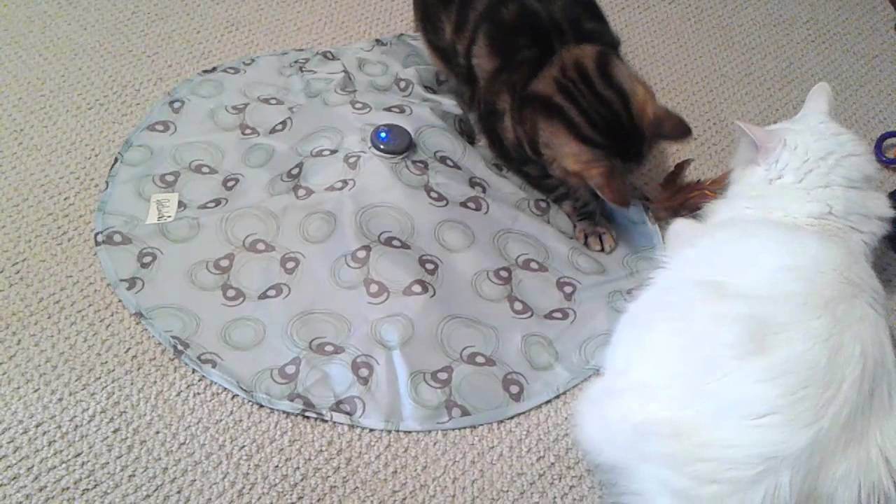 Petlinks Mystery Motion playmat for Cats!