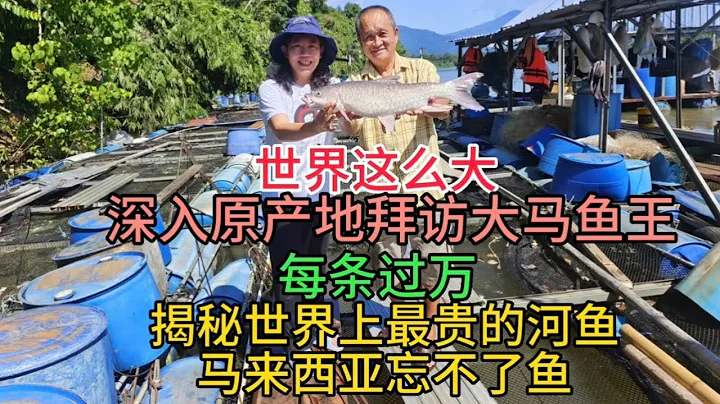 世界這麼大，深入原產地拜訪大馬魚王，每條過萬，揭秘世界上最貴的河魚，馬來西亞忘不了魚，粵語中字幕2323-6-25 - 天天要聞