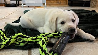 Chunky Lab Puppy DONNER Meets His Forever Family! #labrador #puppy #christmas #cutepuppies by HighDesertLabradors 42,510 views 1 month ago 10 minutes, 24 seconds