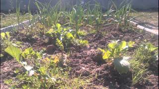 Huerto IES Castillo de Tempul 2011-2012