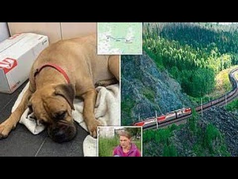 'Weeping' dog walked 125 miles through Russian forests back to owner