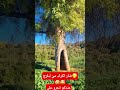 ضار لكر انفاص الواد هواد