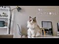 猫とのんびり暮らし|ノスタルジック
