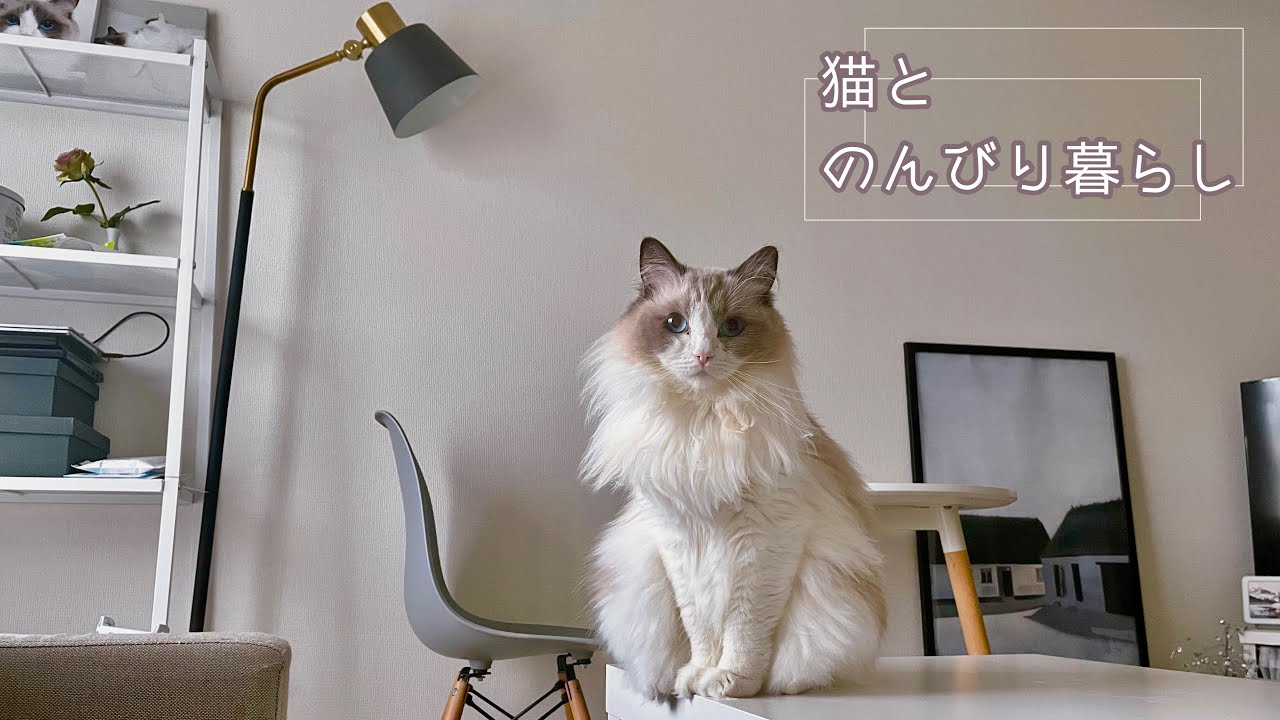 猫とのんびり暮らし｜ノスタルジック