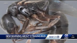 Asian needle ant invasion in Texas