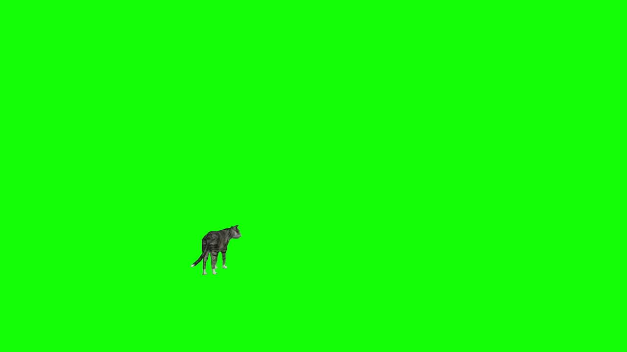Animated Cat Green Screen YouTube