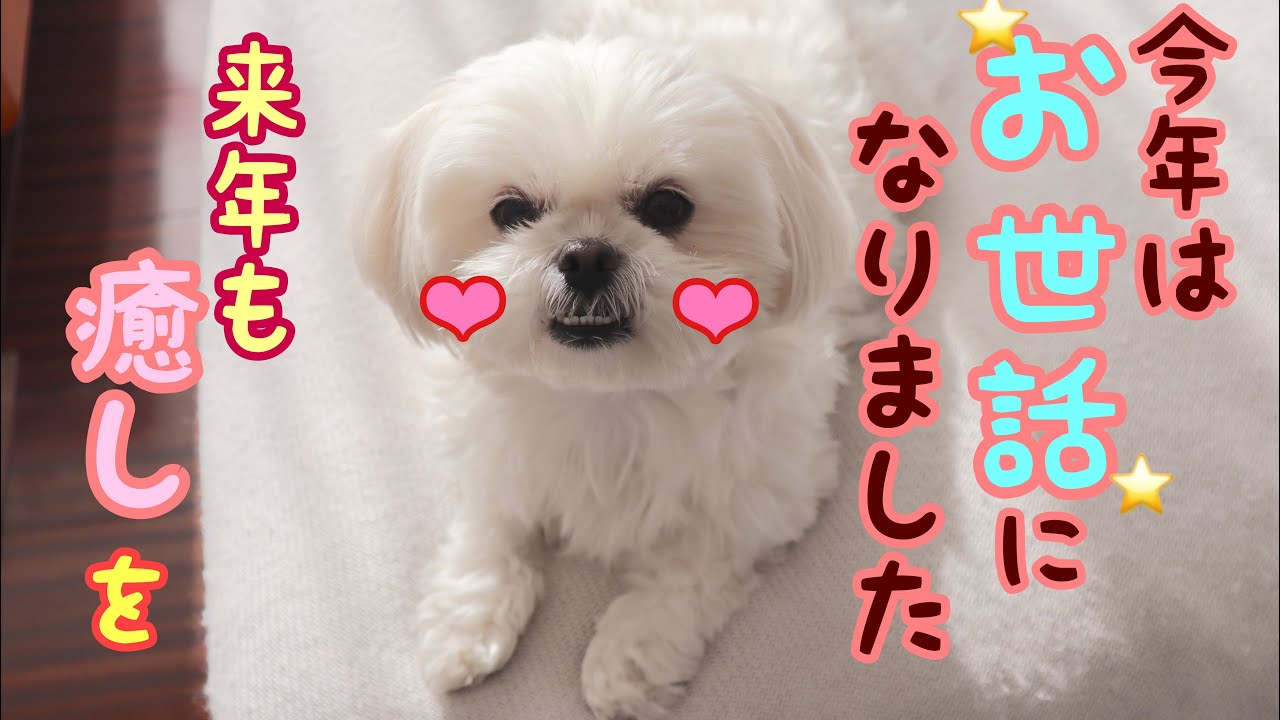 犬のかわいい寝顔 最後の晩ご飯 ミックス犬 まるぺき Thank You Again This Year Nice To Meet You 動物がかわいいyoutube動画はここだ