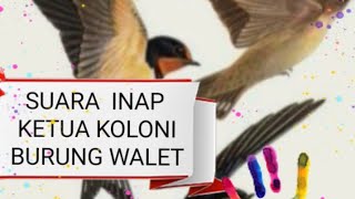 SUARA INAP walet super handal, seminggu langsung nginap