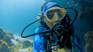 I Saw A Hammerhead Shark Dolphins Den Dive Roatan Divewithb