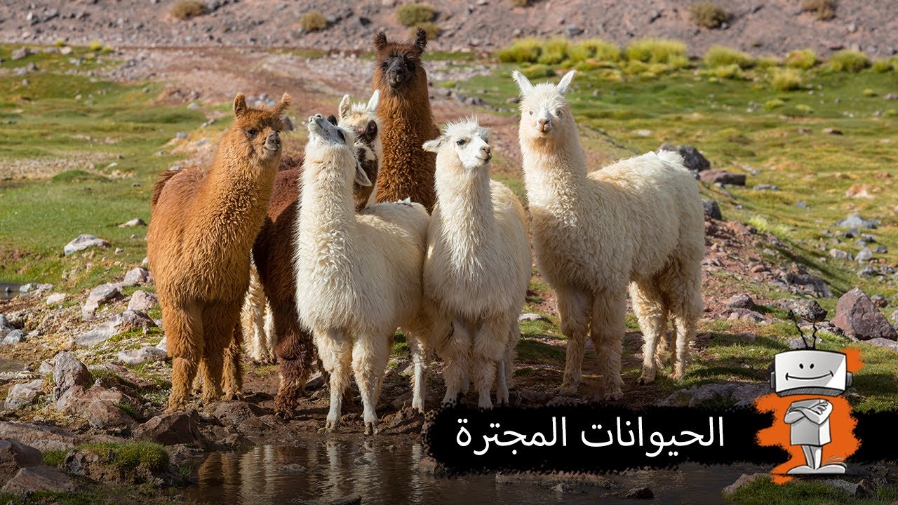 يعني شنو الحيوانات المجترة؟