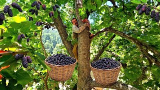 Harvesting wild blackberries 🍓 from the tallest and largest tree 🌲 in the world: Nomadic life