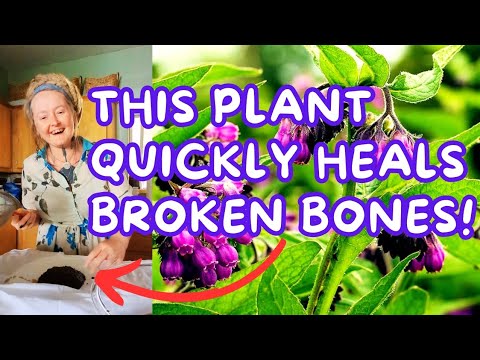 A simple Comfrey Compress quickly heals broken bones & more! 🌿 Making a ...