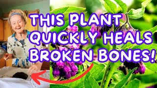 A Simple Comfrey Compress Quickly Heals Broken Bones & More Making A Comfrey Compress At Home