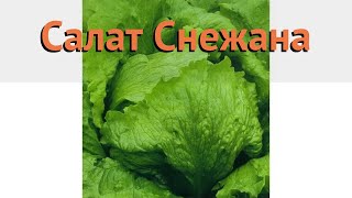 Салат обыкновенный Снежана Кочанный (snezhana) 🌿 обзор: как сажать, семена салата Снежана Кочанный Салат обыкновенный Снежана Кочанный (snezhana) 🌿 обзор: как сажать, семена салата Снежана Кочанный