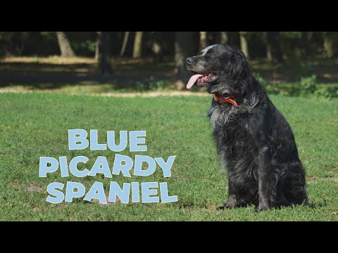 Video: Blue Picardy Spaniel