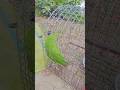Tote ki Sundar awaaz #cute #parrot #bird