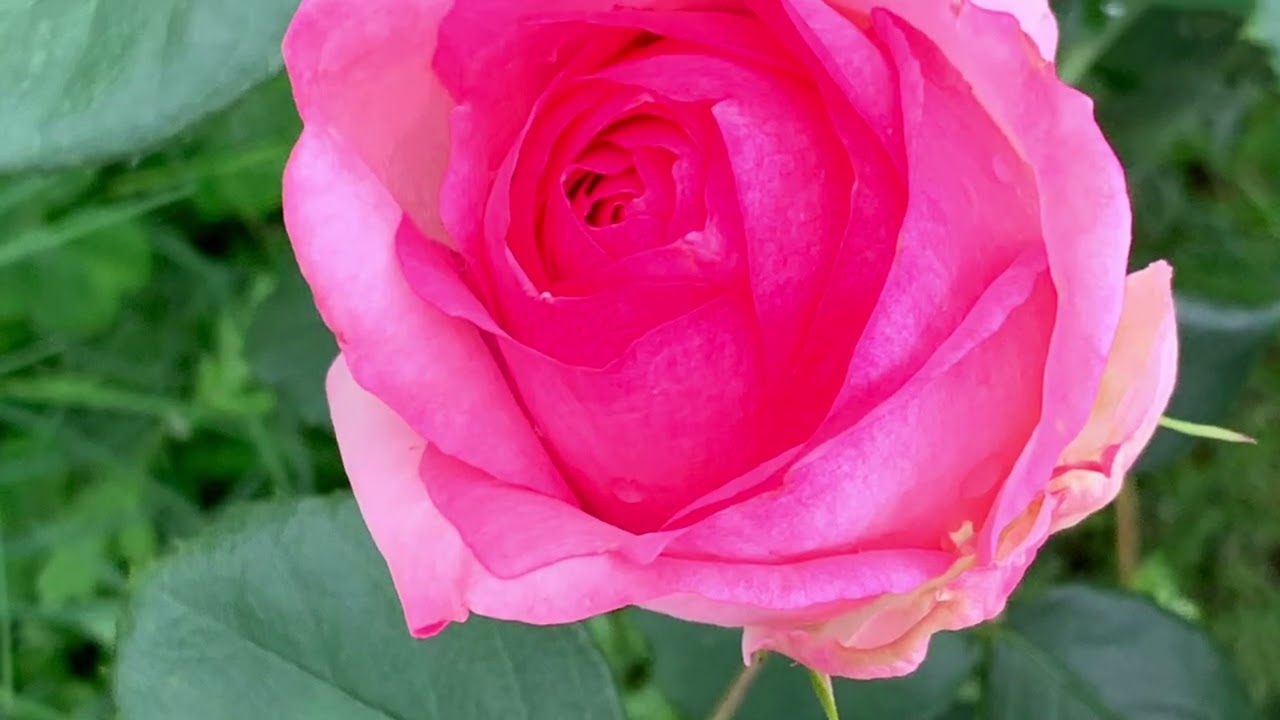 ピンクのバラの花言葉 温かい心 愛をもつ 恋の誓い 幸福 感謝 上品 かわいらしさ 癒しの花と音楽 Youtube