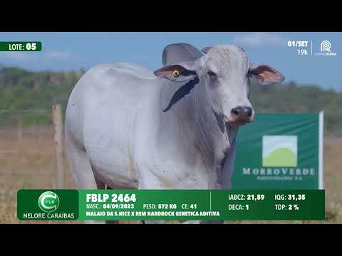 Lote 05   FBLP 2464