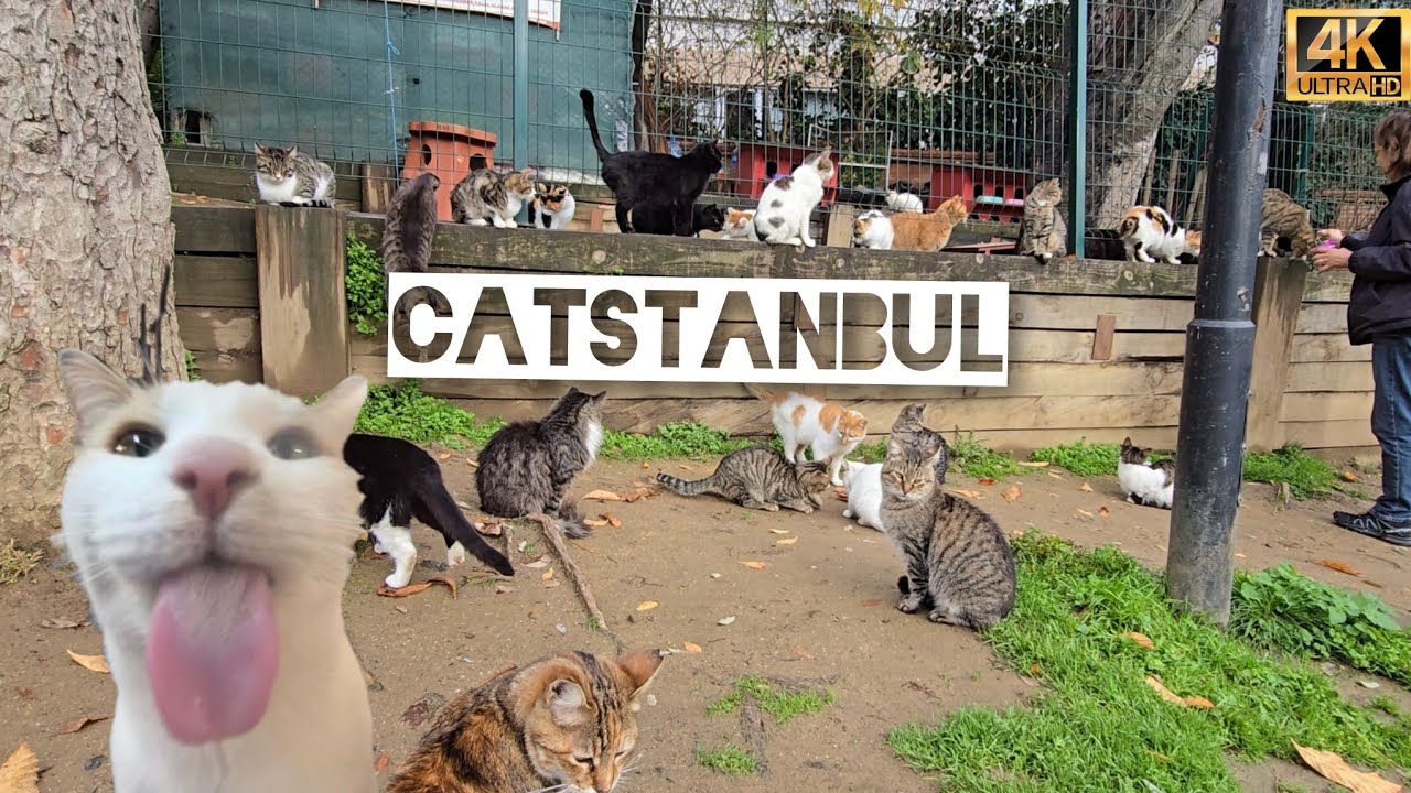 Why Istanbul Is the Most Cat-Friendly City in the World
