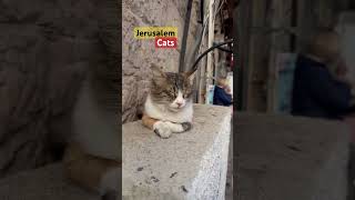 @JerusalemWalker  cat cats jerusalem israel jerusalemwalker