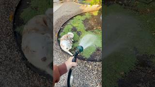 Bliss always enjoys the morning watering the garden