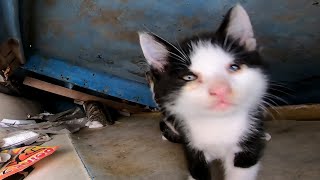 野良猫の家の中で動き回る子猫がカワイイ