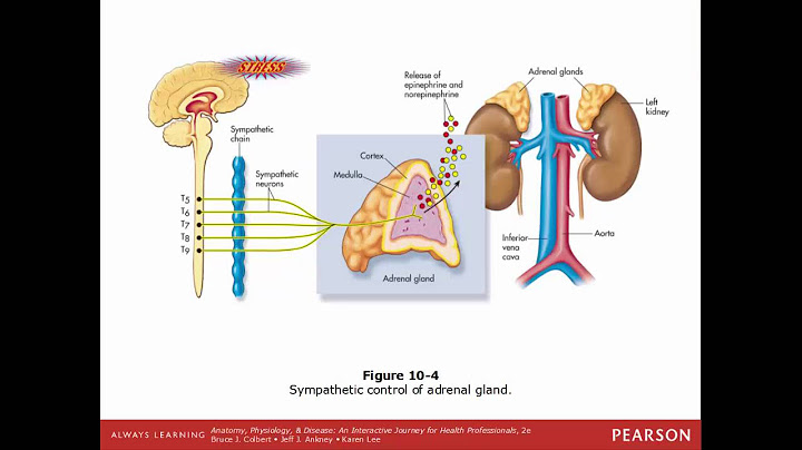 Which gland of the endocrine and nervous system controls the other glands in the body?