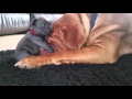 Dogue de bordeaux loves 4wk old french bulldog puppy