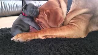Dogue de bordeaux loves 4wk old french bulldog puppy(Our 11mths old dogue de bordeaux with one of our 4wk old french bulldog puppies. He has been a fantastic surrogate dad to them :) such a gentle giant., 2016-02-15T15:01:34.000Z)