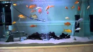 Goldfish Aquarium 2.AVI