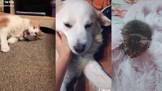 Lagu heidisawyerx bisa buat kucing anjing tidur (tonight you belong to m#MelkianaPunyaKucing# tiktok