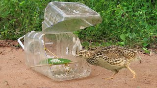 Easy DIY Quail Trap Make From 5 Liters Bottle - Creative Quick Quail Trap