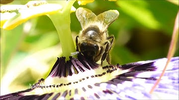 تلاوة خاشعة للقارئ الشيخ وديع اليمني (وأوحي ربك إلى النحل )🐝🌾