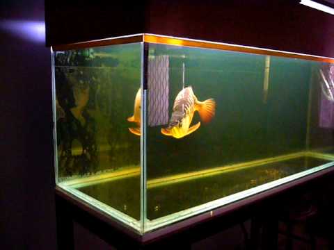 Spoon Head Cross Back Golden Arowana Fish ikan kelisa 