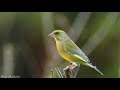 chant et cri du verdier /  song & call of greenfinch