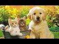 Dogs and Cats funniest videos