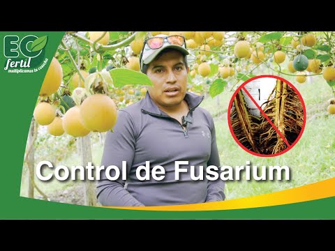 Video: Marchitamiento por Fusarium en las palmeras: consejos sobre cómo tratar el marchitamiento por Fusarium en las palmeras