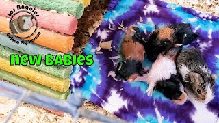 Adorable Guinea Pig Babies Being Born