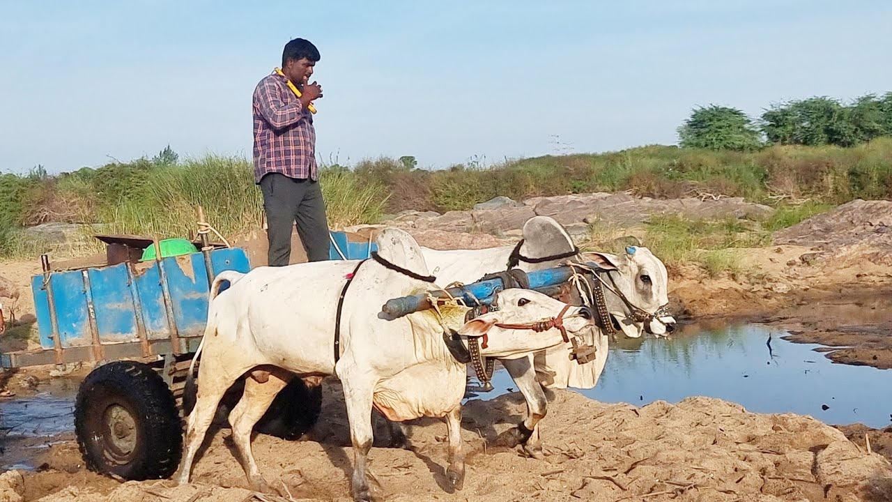 ongole bulls sand cart pulling-sand cart loading pulling bull-sand cart loading pulling oxheavy load