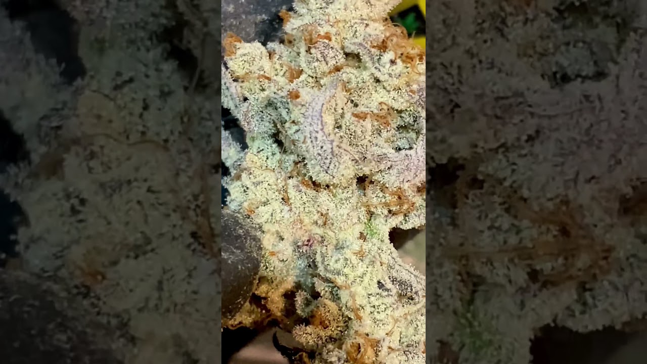 Dante's Inferno - Clearwater Genetics