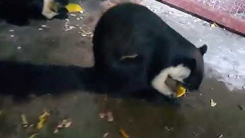 Sóc Côn Đảo . Thai Danh