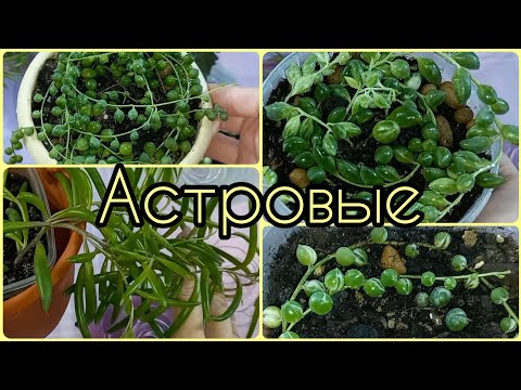 Крестовник Роули вариегатный🌱Геррейна🌸Оттона🌱Уход🌸Полив🌱Освещение🌸Грунт🌱Пересадка🌸Размножение🌱