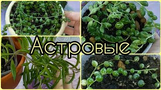 видео: Крестовник Роули вариегатный🌱Геррейна🌸Оттона🌱Уход🌸Полив🌱Освещение🌸Грунт🌱Пересадка🌸Размножение🌱 картинка: Крестовник Роули вариегатный🌱Геррейна🌸Оттона🌱Уход🌸Полив🌱Освещение🌸Грунт🌱Пересадка🌸Размножение🌱