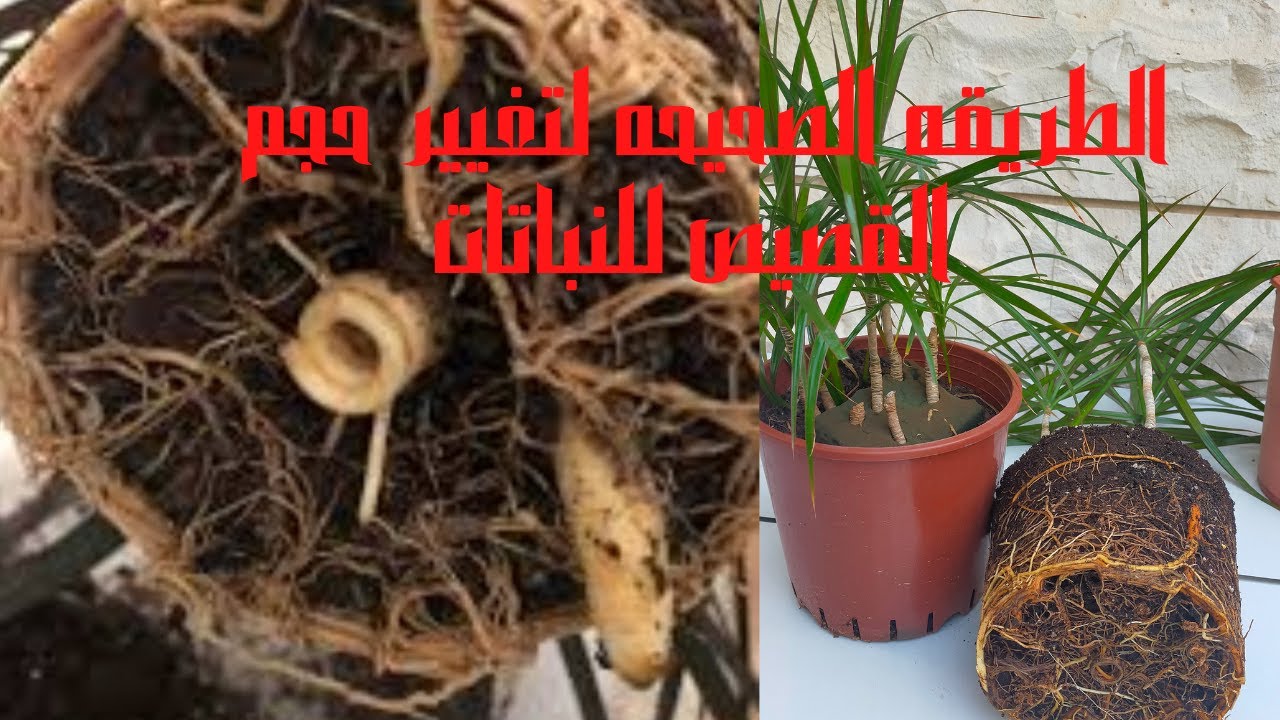 الطريقه الصحيحه لتغيير قصيص النباتات The correct way to change the potted plants