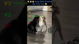 Dog Gets Scared By Tiny Cats 😱😂 So Embarrassing! #FunnyAnimals #CatVsDog #Shorts