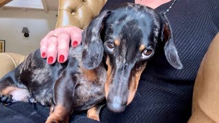 WHAT HUGGING A DACHSHUND LOOKS LIKE ? by Theo the Dachshund 3,830 views 3 weeks ago 2 minutes, 27 seconds