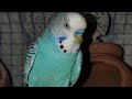 Devika Nandyal is live! 🐦🐦